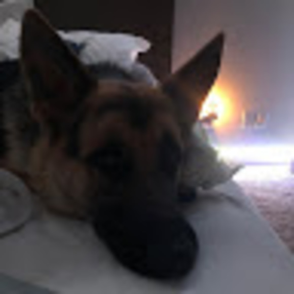 Meet your Posher, Riley - Picture 1 of 1